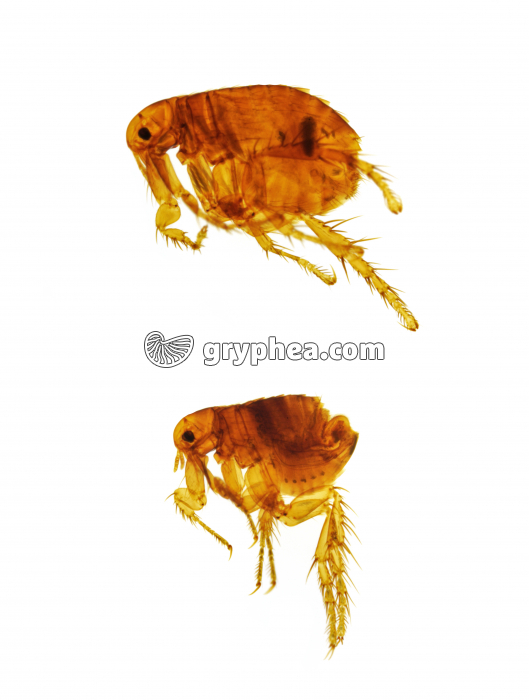 Puces - Pulex irritans mâle et femelle - gryphea.com